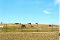 Wild horses in Theodore Roosevelt National Park