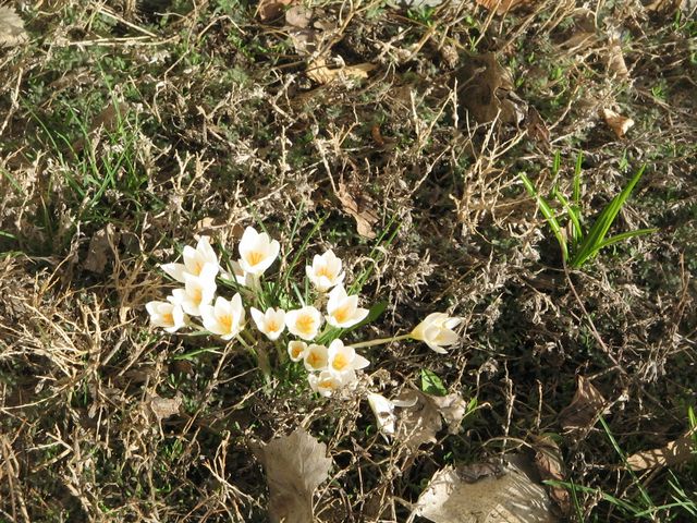 1st sign of spring