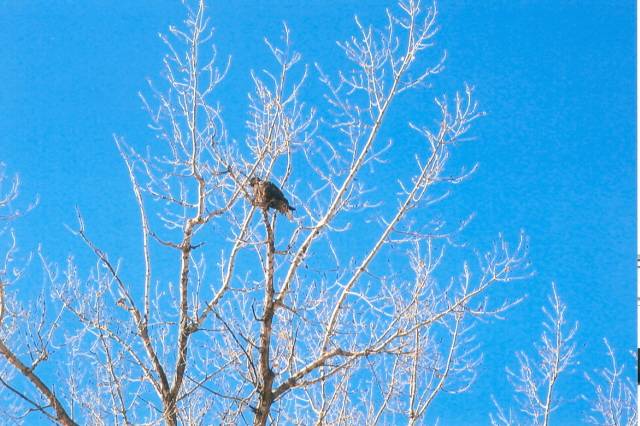 Birding in this area