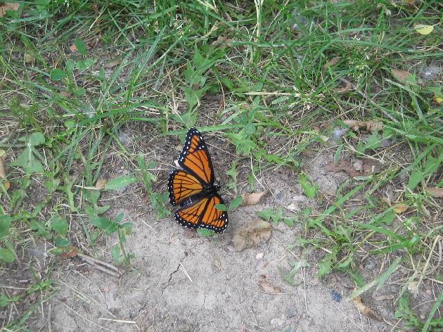 Butterfly