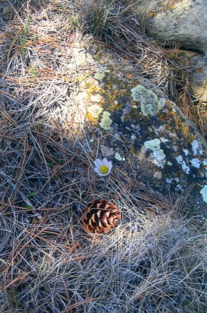Pasque flower (Prairie crocus)