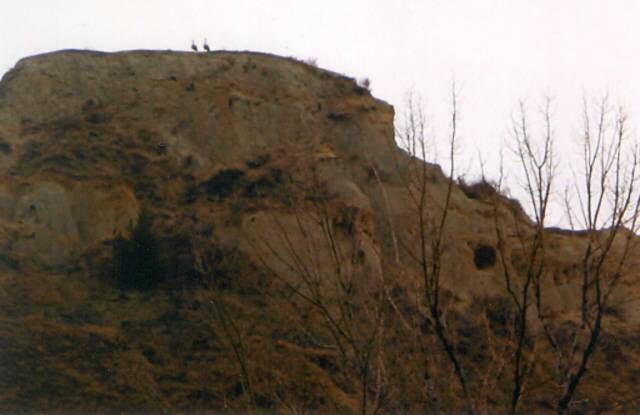 Canada geese choose high nesting spots in Medora
