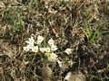 1st sign of spring