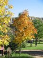 Fall colors