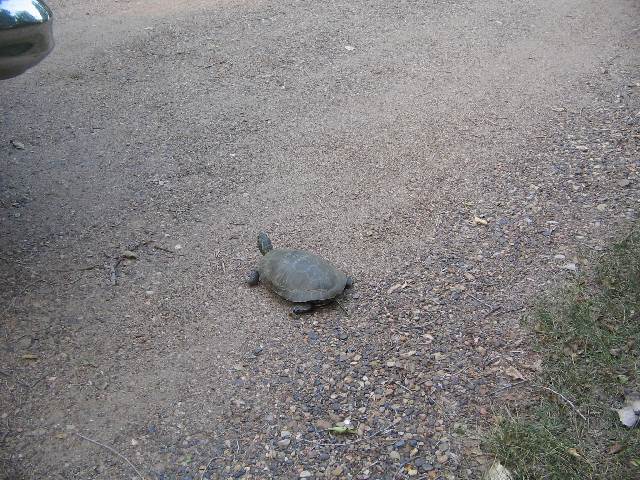 Turtle